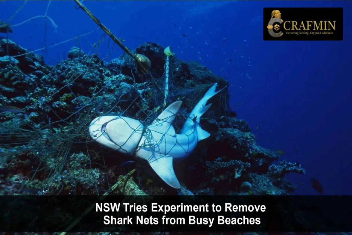 NSW to Trial Removing Shark Nets